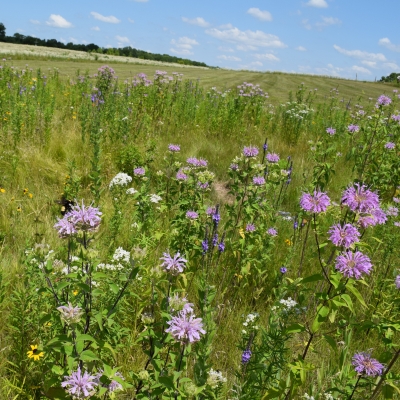 Ashton Prairie