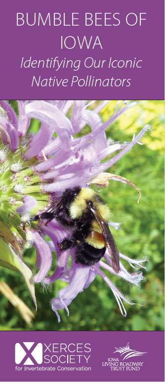 bumble bees of iowa